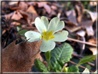 foto Monte Croce di Muggio